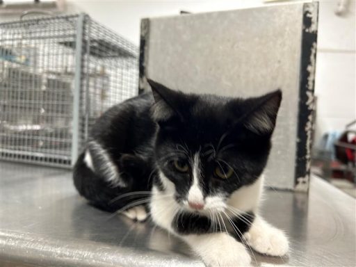 Black/ White cat sitting on table