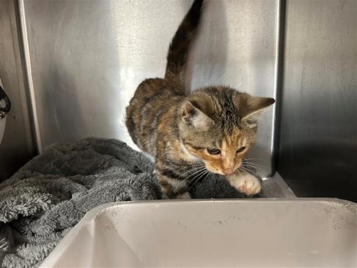 Calico/ White cat sitting in kennel