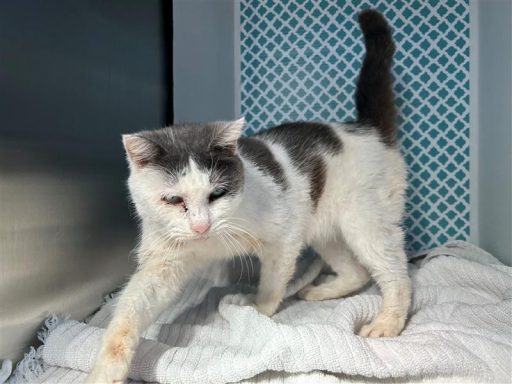 White/ black female cat sitting in kennel on a towel