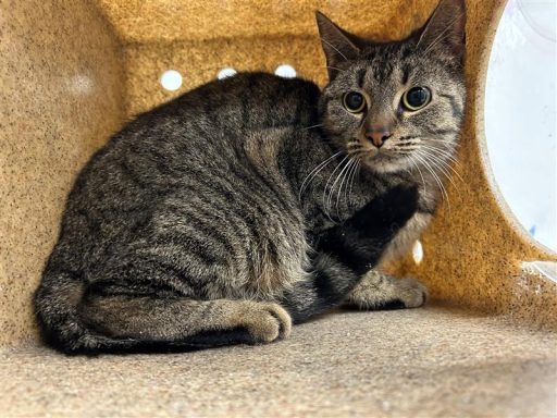 Tabby female cat sitting in kennel box