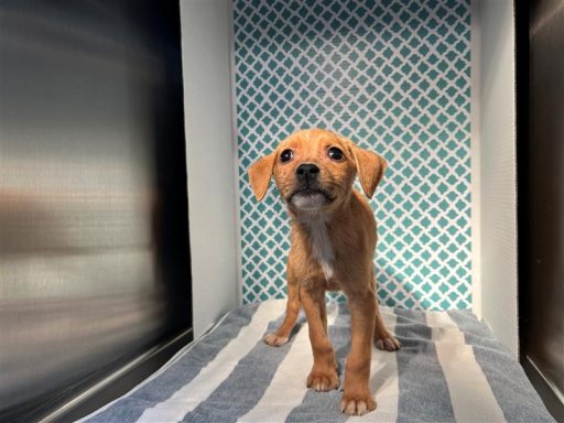 Tan female puppy sitting in kennel on a towel