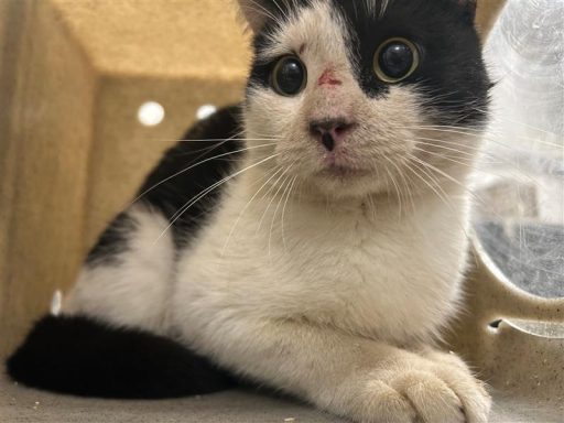 White/ Black cat sitting in kennel box