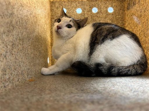 Tabby/ White cat sitting in kennel box