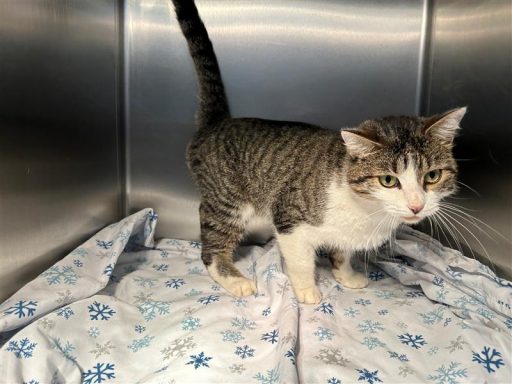 White/ Black female cat sitting in kennel on a blanket