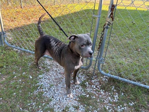 Grey/ White female dog standing in yard on a leash