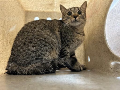 Tabby cat sitting in kennel box