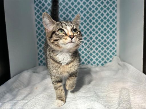 Grey/ Tabby female cat sitting in kennel on a towel