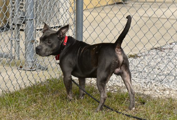 Grey dog standing in grass