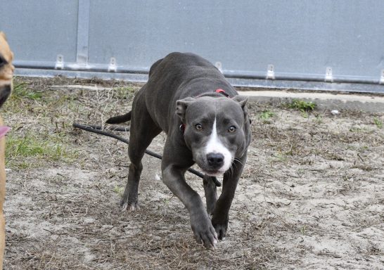 Grey and white mixed breed dog walking in grass