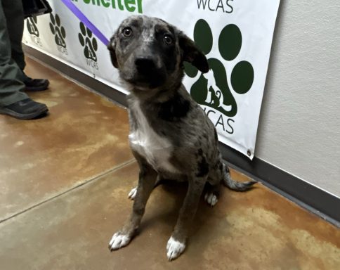 Grey and brown merle shepherd mixed breed dog sitting in kennel