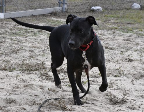 Black and white mixed breed dog running in dirt