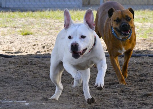 White mixed breed dog walking in yard