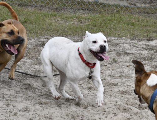 White mixed breed dog running with other dogs in grass