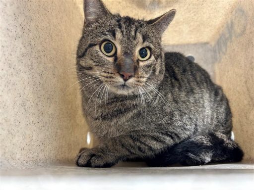 Tabby cat sitting in kennel box