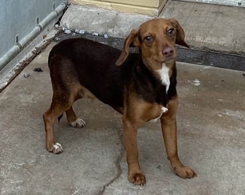 Black and tan chihuahua mixed breed dog standing in kennel