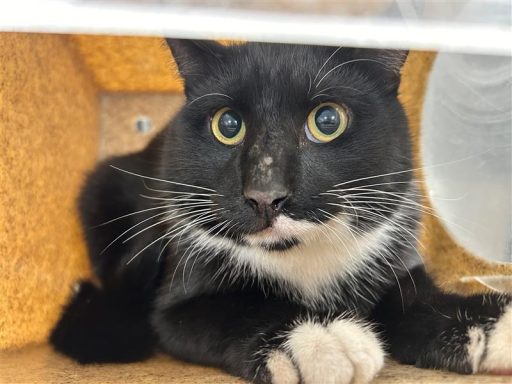 Black/ White male cat sitting in kennel box