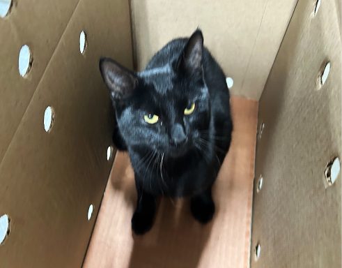 Black cat sitting in box