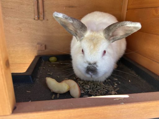 Creme and grey rabbit sitting in hutch