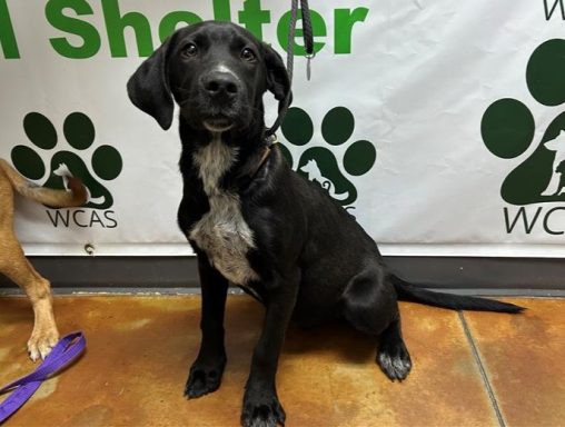 Black and white hound mixed breed dog sitting in hallway