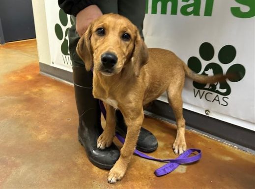 Red hound mixed breed dog standing in hallway