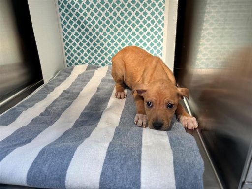 Tan female puppy laying in kennel on a towel