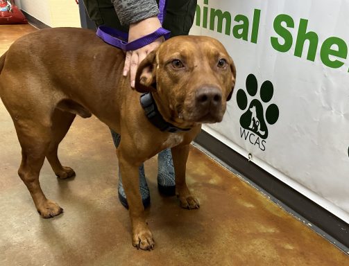 Red mixed breed dog standing in hallway