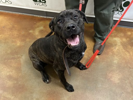 Black and tan brindle mastiff mixed breed dog sitting in hallway