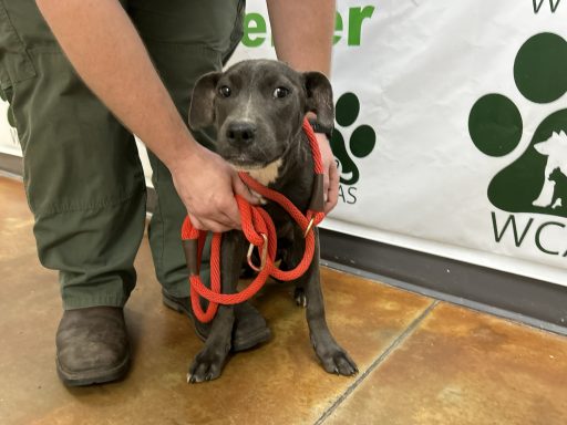 Grey and white mixed breed dog sitting in kennel