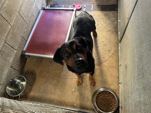 Black and tan rottweiler mixed breed dog sitting in kennel