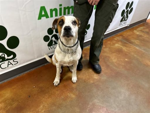 tri colored bulldog mix sitting in hallway