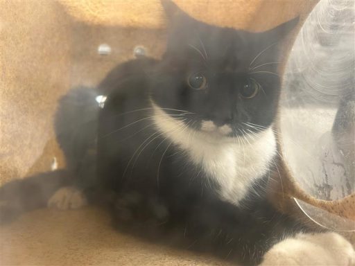 black and white cat in kennel