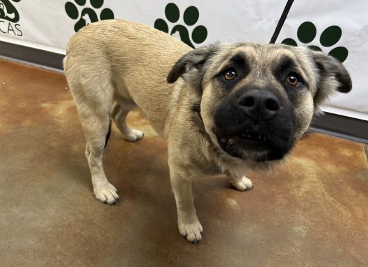 Tan and black shepherd mixed breed dog standing in hallway