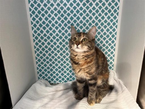 brown tabby female sitting in kennel