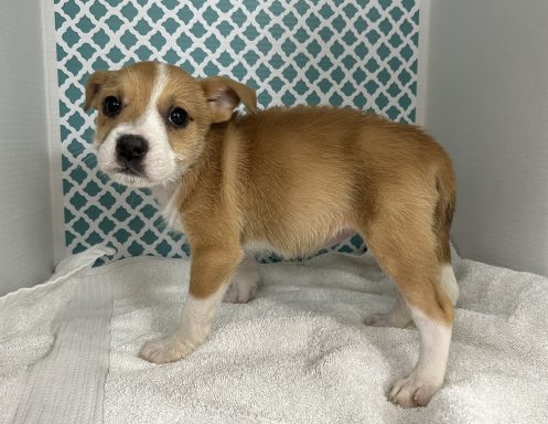 Tan and white terrier mixed breed puppy standing in kennel