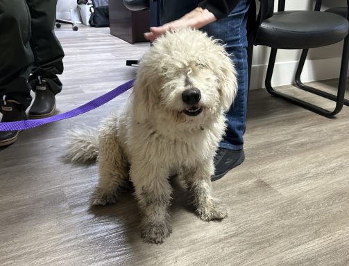 White poodle mixed breed dog sitting in hallway