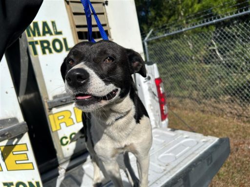 black and white dog