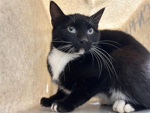 Black and white mixed breed cat sitting in kennel