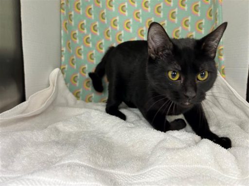 Black male cat sitting in kennel on a towel