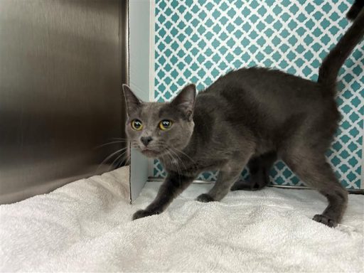 Grey female cat sitting in kennel on a towel