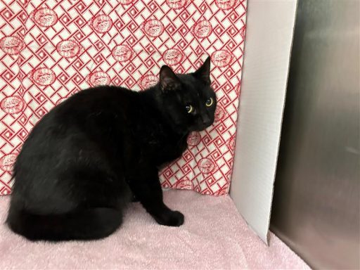 Black male cat sitting in kennel on a towel