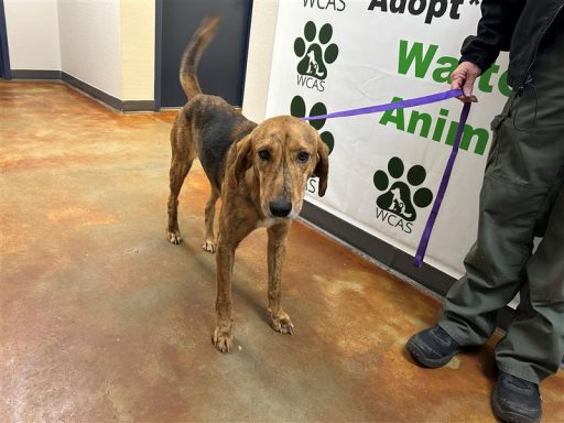 Hound male dog standing in hallway on a leash