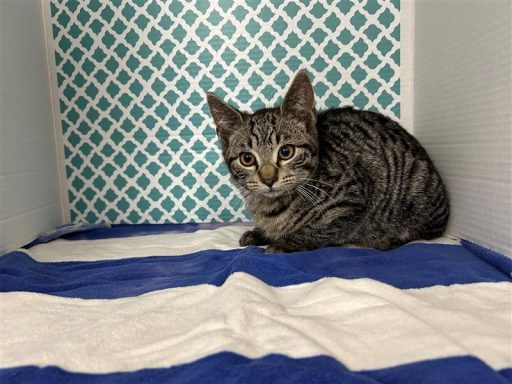 Grey/ Tabby male cat sitting in kennel on a towel