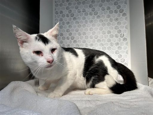 White/ Black male cat sitting in kennel on a towel