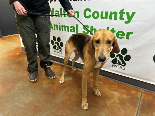 Black/ Tan male hound dog standing in hallway on a leash