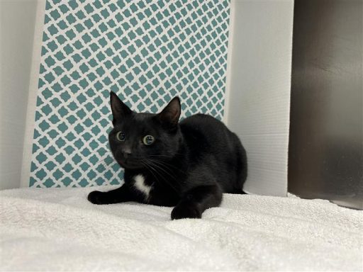 Black male sitting in kennel on a towel