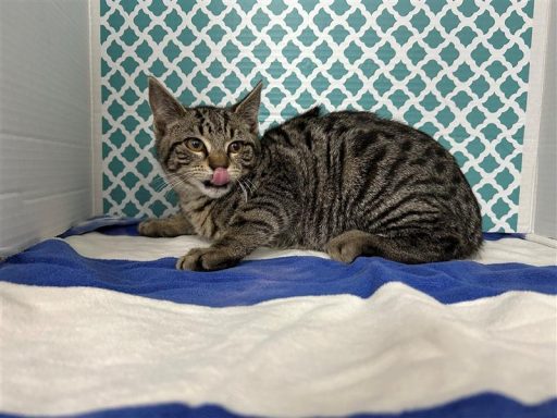 Grey/Tabby male cat sitting in kennel on a towel