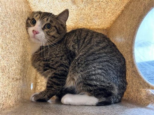 Tabby/ White cat sitting in kennel box