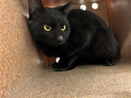 Black cat sitting in kennel box