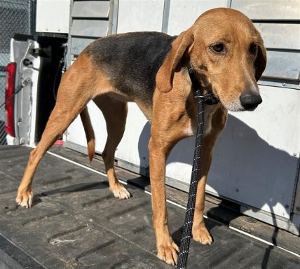 Female hound dog standing on back truck