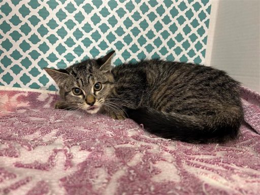 Grey/ Tabby cat sitting in kennel box on a towel